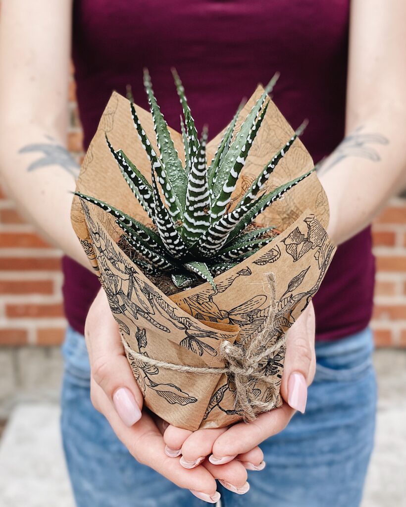 Haworthia_fasciata_big_band