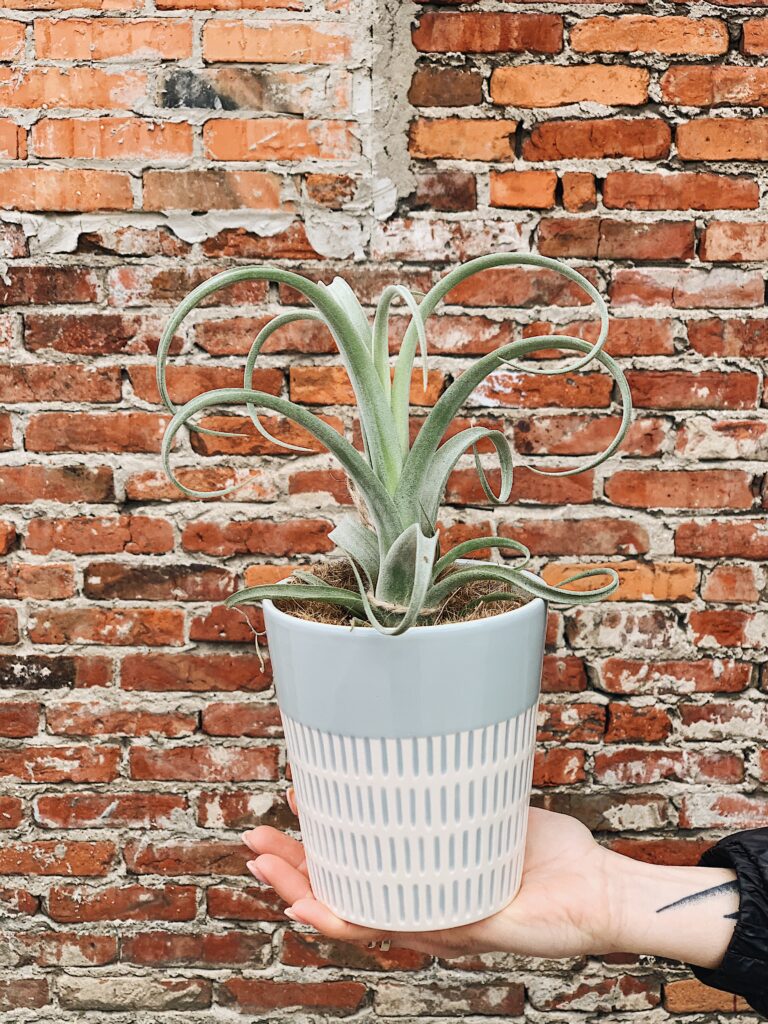 Tillandsia_Curly_Slim